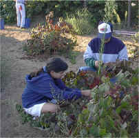 ChristinaandTonypickinggrapes.jpg (46911 bytes)